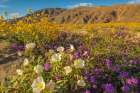 USA, California, Anza Borrego Desert State Park. Blooming desert flowers. Art Print